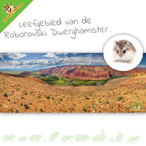Terrarium HD : Habitat du hamster nain de Roborovski