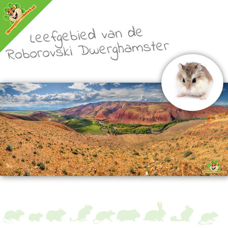 Knaagdierwinkel® Fond de terrarium HD Habitat du hamster nain Roborovski