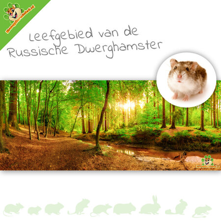 Knaagdierwinkel® HD Terrarium Achtergrond Leefgebied van de Russische Dwerghamster