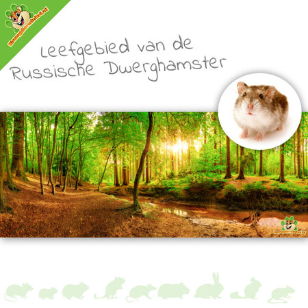 Knaagdierwinkel® HD Terrarium Background Habitat of the Russian Dwarf Hamster
