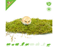 Dried Moss 400 grams