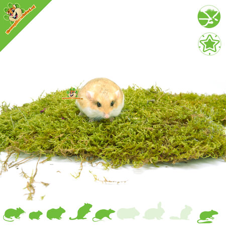 Knaagdierwinkel® Dried Moss for Hamsterscaping & Gerbilscaping