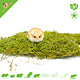 Knaagdierwinkel® Gedroogd Mos voor Hamsterscaping & Gerbilscaping