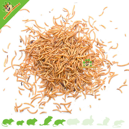 Knaagdierwinkel® Dried Mealworms