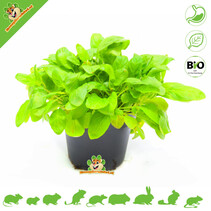 Fresh BIO Brunel Plant