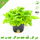 Knaagdier Kruidenier Fresh BIO Brunel Plant