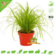 Fresh BIO Cat Grass Plant