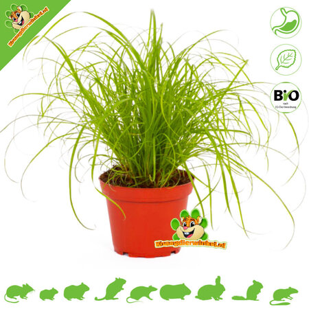 Knaagdier Kruidenier Fresh BIO Cat Grass Plant