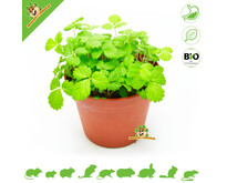 Plante de fraisiers sauvages bio fraîche