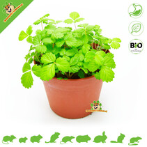 Fresh BIO Wild Strawberry Plant