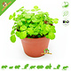 Knaagdier Kruidenier Planta Fresca Silvestre BIO Fresca