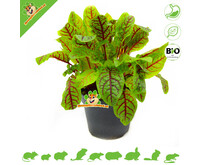 Plante d'oseille sanguine bio fraîche