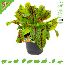 Fresh BIO Blood Sorrel Plant