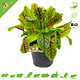 Knaagdier Kruidenier Fresh BIO Blood Sorrel Plant