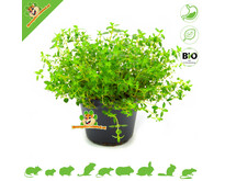 Fresh BIO Thyme Plant