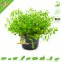 Fresh BIO Thyme Plant