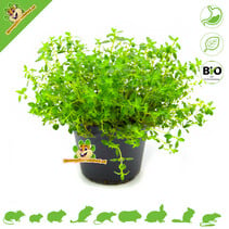 Plante de Thym frais BIO