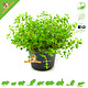 Knaagdier Kruidenier Fresh Organic Thyme Plant