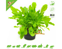 Fresh Organic Dandelion Plant