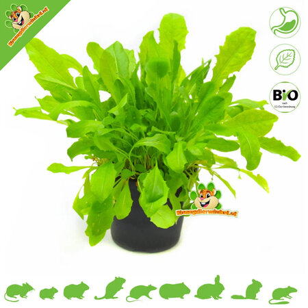 Knaagdier Kruidenier Fresh BIO Dandelion Plant