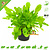 Knaagdier Kruidenier Fresh Organic Dandelion Plant