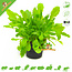 Knaagdier Kruidenier Fresh BIO Dandelion Plant