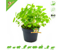 Fresh Organic Melissa Plant