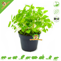 Verse BIO Melisse Plant