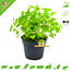 Knaagdier Kruidenier Fresh Organic Melissa Plant