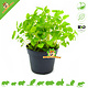 Knaagdier Kruidenier Fresh Organic Melissa Plant