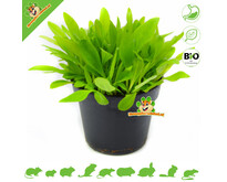 Fresh Organic Plantain Plant