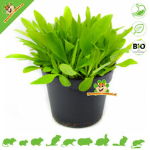 Fresh BIO Plantain Plant