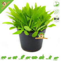 Verse BIO Weegbree Plant