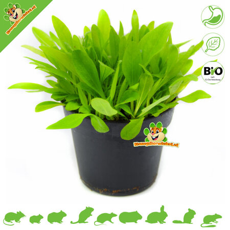 Knaagdier Kruidenier Fresh BIO Plantain Plant