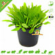 Knaagdier Kruidenier Fresh BIO Plantain Plant