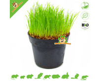 Fresh Organic Cat Grass Plant Fine