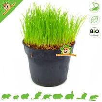 Fresh BIO Cat Grass Plant Fine