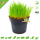 Knaagdier Kruidenier Fresh BIO Cat Grass Plant Fine