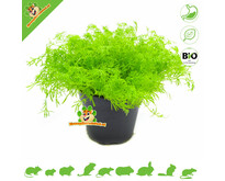 Planta de manzanilla orgánica fresca