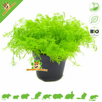 Fresh BIO Chamomile Plant