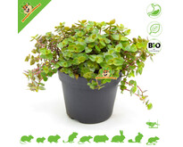 Planta de vitamina orgánica fresca