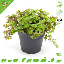 Verse BIO Vitamine Plant