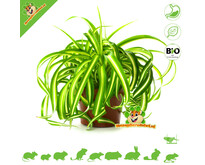 Planta de lirio de hierba orgánica fresca