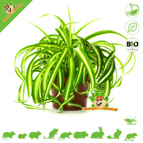 Fresh Organic Grass Lily Plant