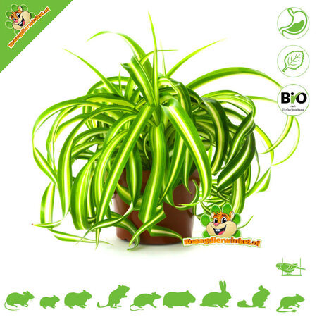 Knaagdier Kruidenier Fresh BIO Grass Lily Plant