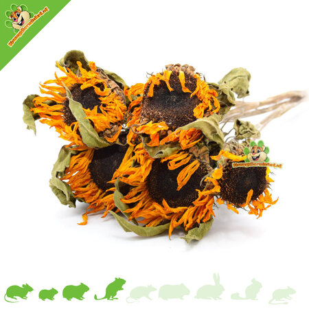 Knaagdier Kruidenier Dried Sunflower Harvest for Hamscaping