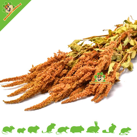 Knaagdier Kruidenier Amaranth Harvest Orange