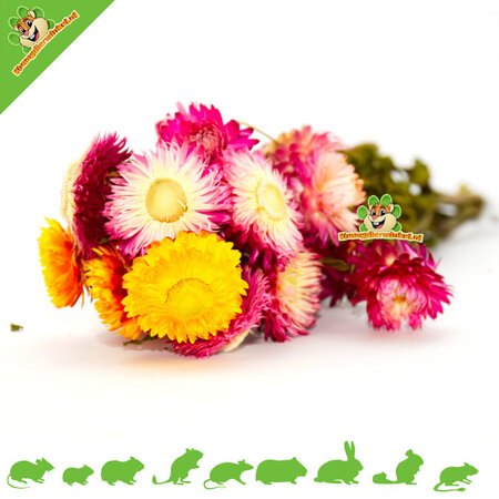 Knaagdier Kruidenier Dried Strawflowers