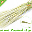 Knaagdier Kruidenier Barley Harvest for Rodents & Rabbits!