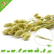 Récolte des graines de canari